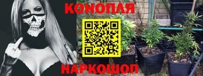 стафф Кингисепп